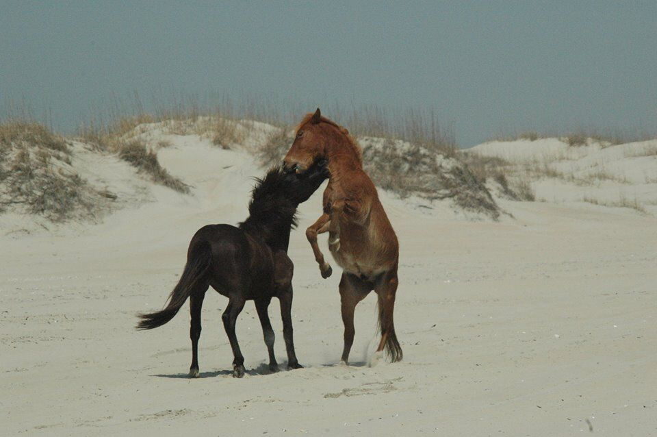 Wild Horses on the beach