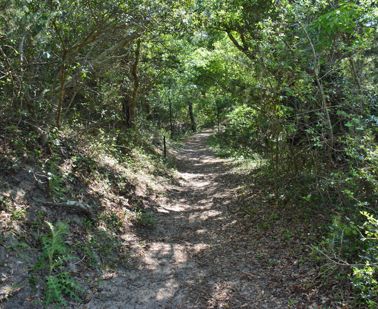Buxton Woods Trail