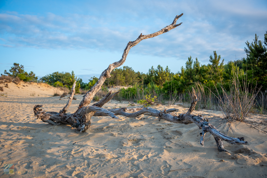 Jockey's Ridge State Park