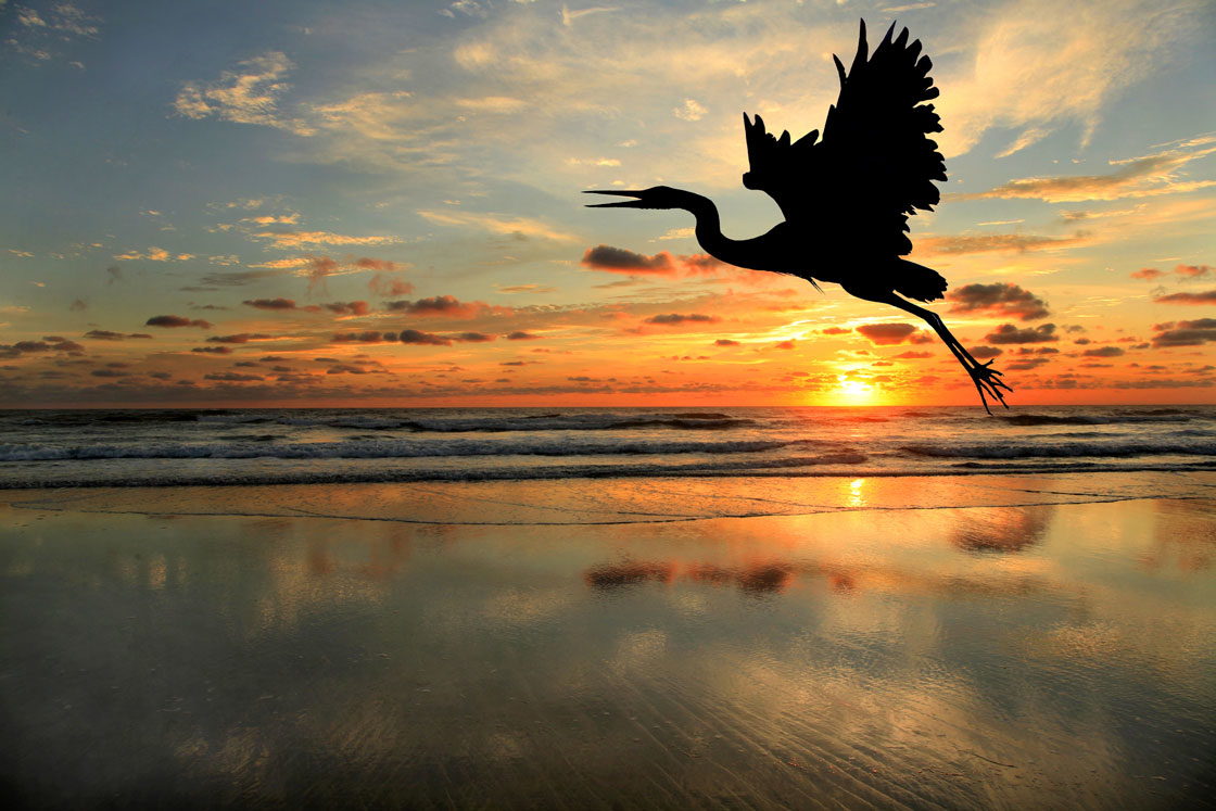 Outer Banks Birding