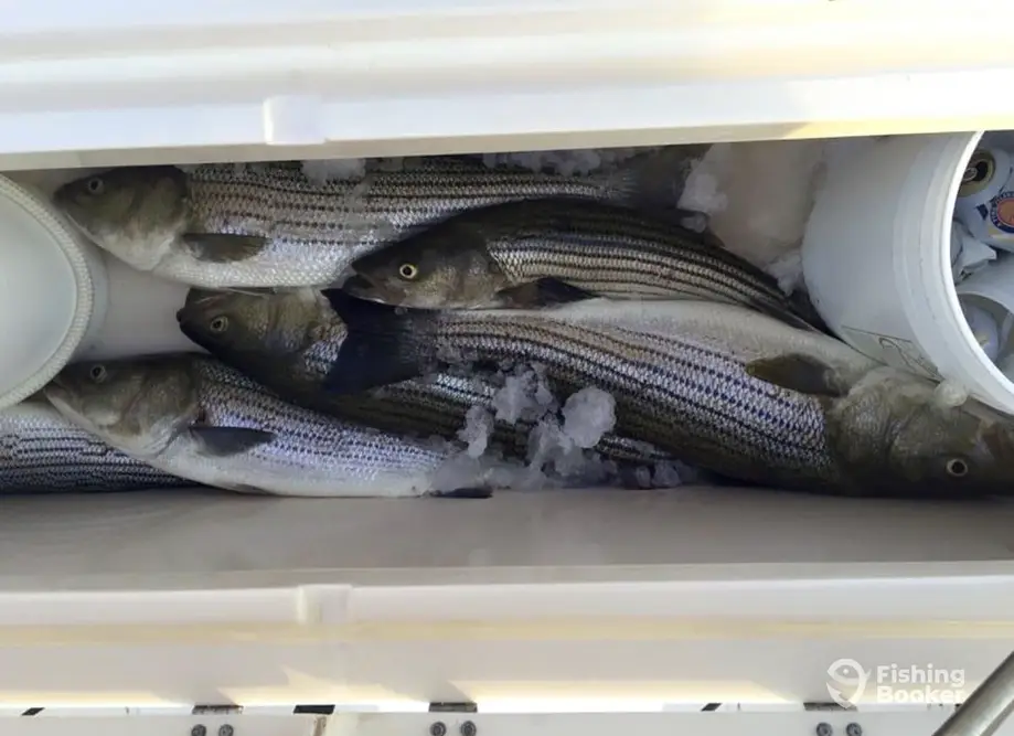Wann Sportfishing – Hatteras, NC charter image 6