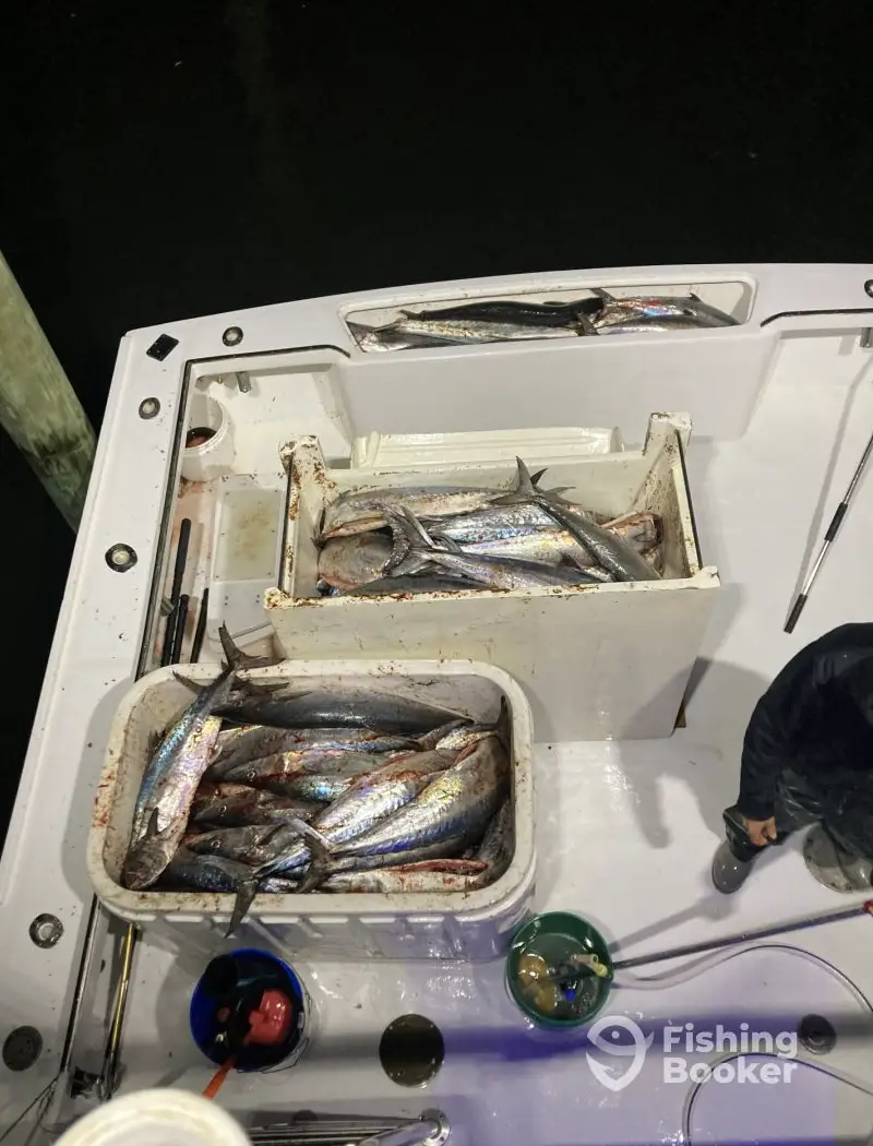 Sea Angel charter image 3