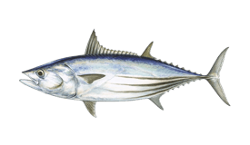 Tuna (Skipjack)